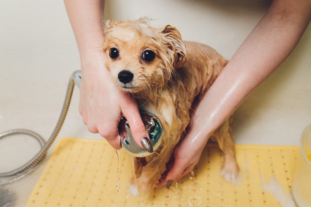 How to Choose a Right Dog Shampoo ?