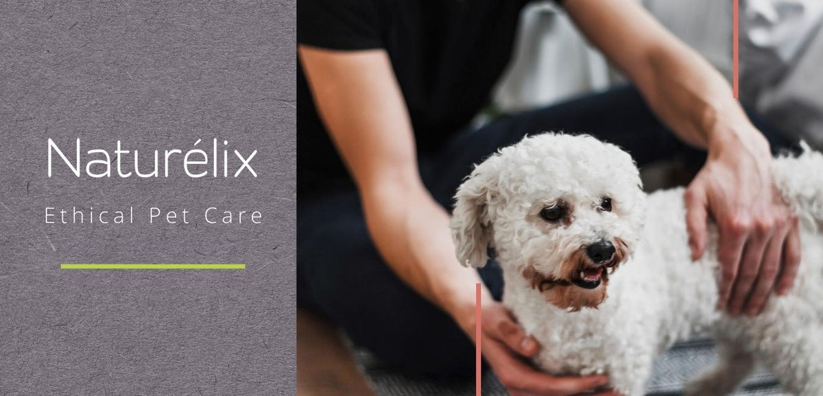 Best Dog Shampoo for Dogs and CatsHair Fall control shampoo for dogs