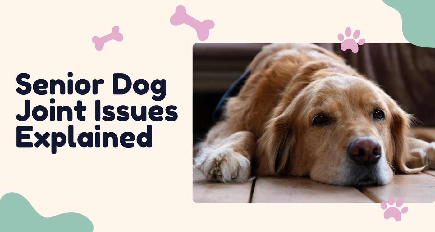 Helping Senior Dogs Walk Better: Arthritis, Hip Dysplasia & Mobility Support