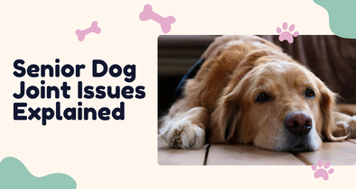 Helping Senior Dogs Walk Better: Arthritis, Hip Dysplasia & Mobility Support