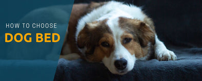 How to select a Dog Bed for your dog ?