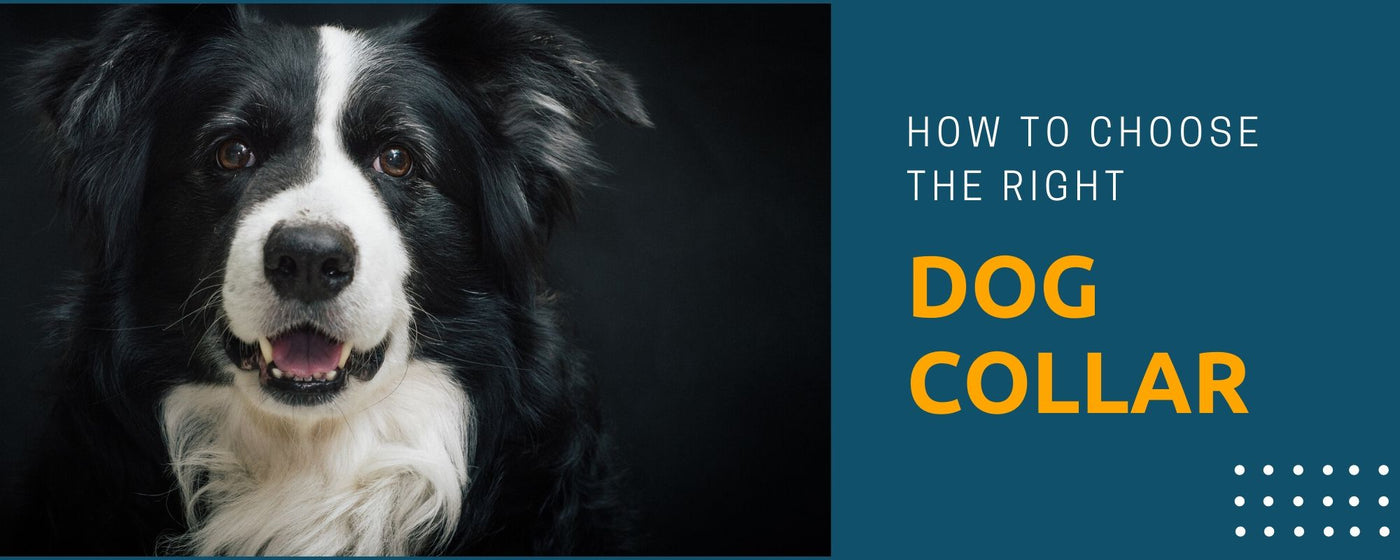 How to choose the right Dog Collar for your Dog ?