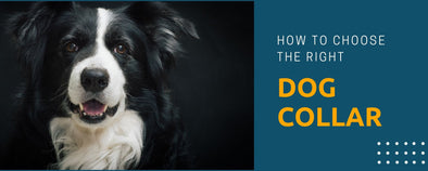 How to choose the right Dog Collar for your Dog ?