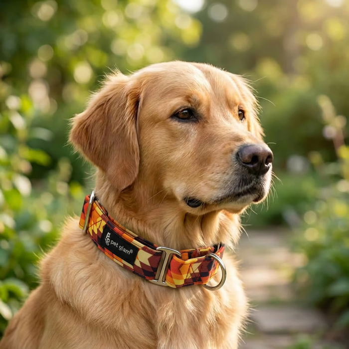 Martingale Dog Collar for Control