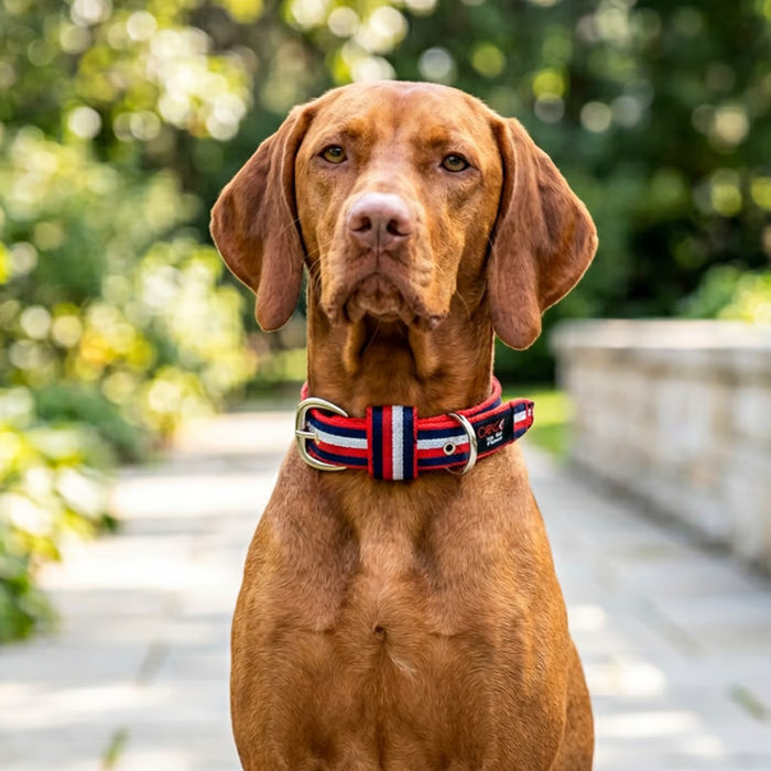 Orko Belt Buckle Dog Collar