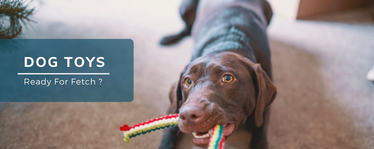 Pet Glam-Dog Toys-safe toys for dogs-rope toys for puppies- chew toys for dogs- toys for beagle-labrador-toys online india