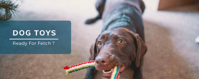 Pet Glam-Dog Toys-safe toys for dogs-rope toys for puppies- chew toys for dogs- toys for beagle-labrador-toys online india