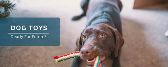 Pet Glam-Dog Toys-safe toys for dogs-rope toys for puppies- chew toys for dogs- toys for beagle-labrador-toys online india