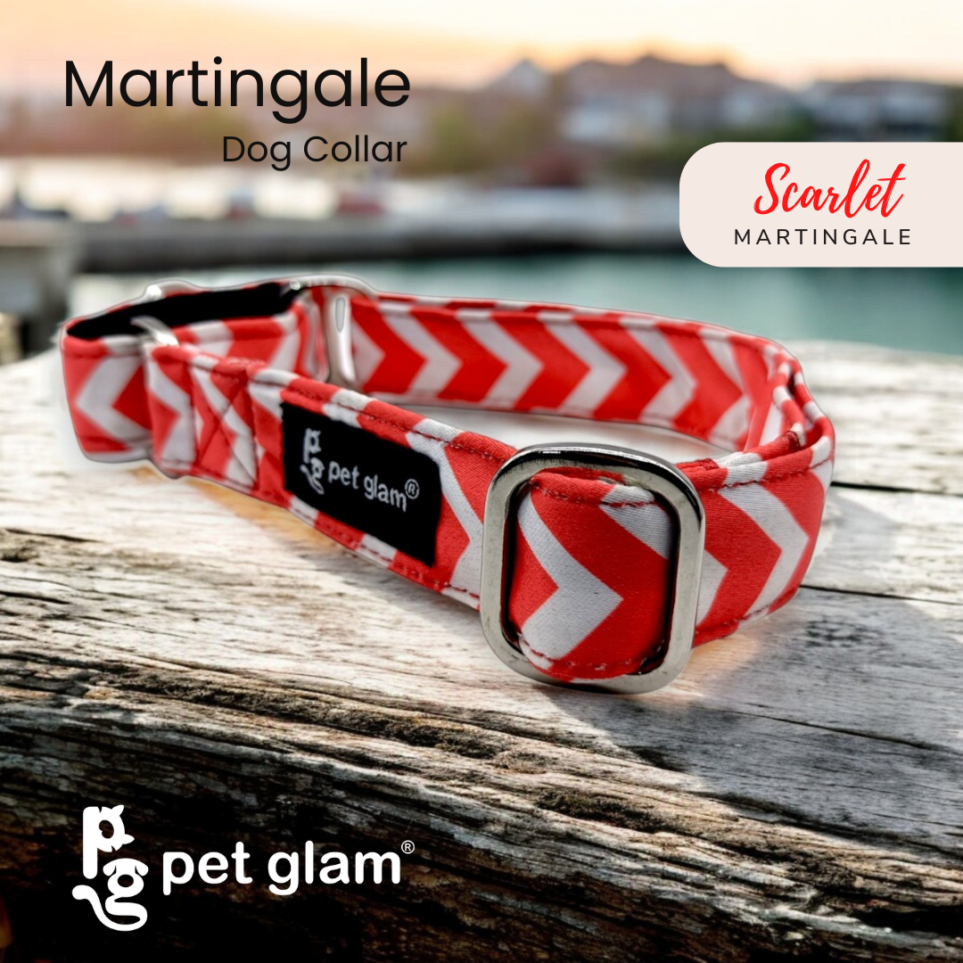 Martingale Collar for Dogs -Scarlet Semi Choke Collar – Pet Glam