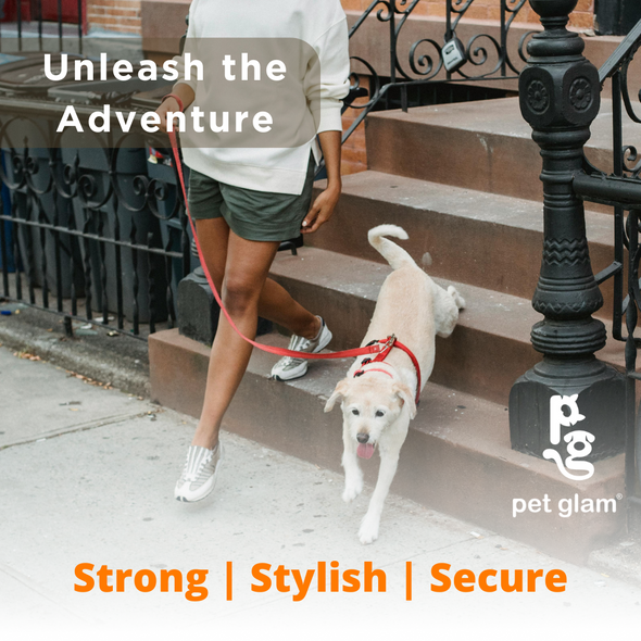 Pet Glam-Dog Leash For Puppies and Large Dogs-Blaze-Soft Handle-Strong Dog Leash-5 Ft Long 1 inch Wide-Sprint