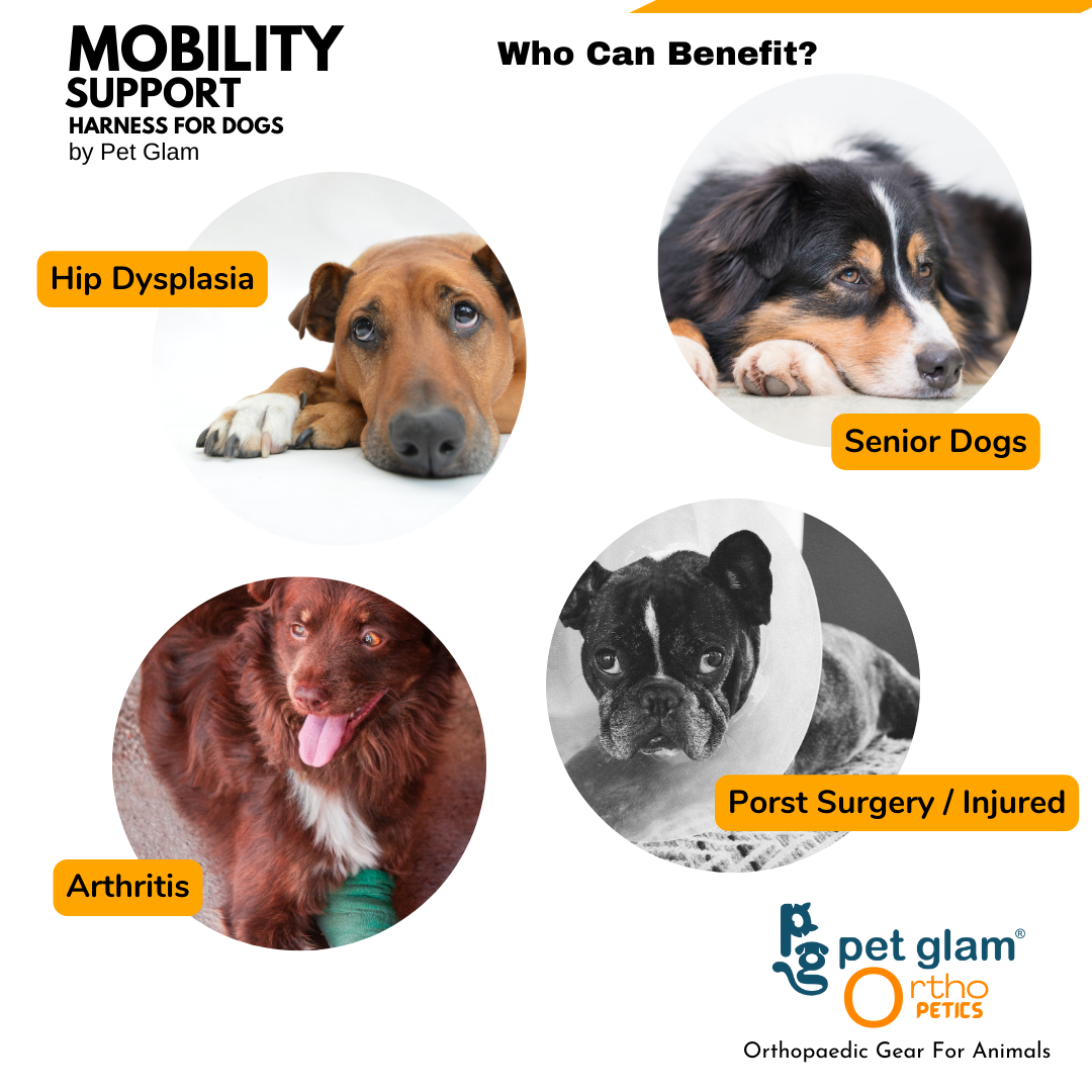 Mobility Support Harness for Hip dysplasia Injured dogs Senior Dogs Pet Glam