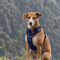 Pet Glam Nebula Padded Dog Harness for Dogs | Stylish Comfort Harness for Training Walks Travel and Outdoor Adventures