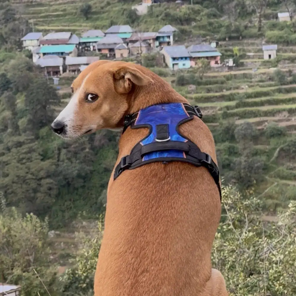 Pet Glam Nebula Padded Dog Harness for Dogs | Stylish Comfort Harness for Training Walks Travel and Outdoor Adventures