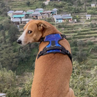 Pet Glam Nebula Padded Dog Harness for Dogs | Stylish Comfort Harness for Training Walks Travel and Outdoor Adventures