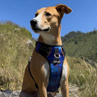 Pet Glam Nebula Padded Dog Harness for Dogs | Stylish Comfort Harness for Training Walks Travel and Outdoor Adventures