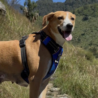 Pet Glam Nebula Padded Dog Harness for Dogs | Stylish Comfort Harness for Training Walks Travel and Outdoor Adventures
