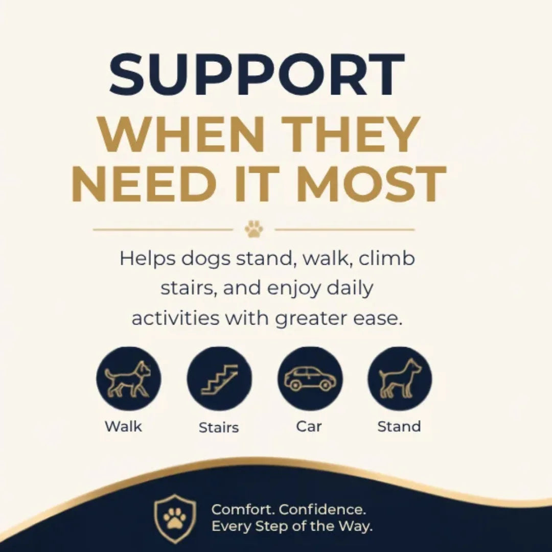 Pet Glam Loki Mobility Support Harness for Dogs | Adjustable Lift Harness with Pee Opening Rear Support and Full Body Walking Aid