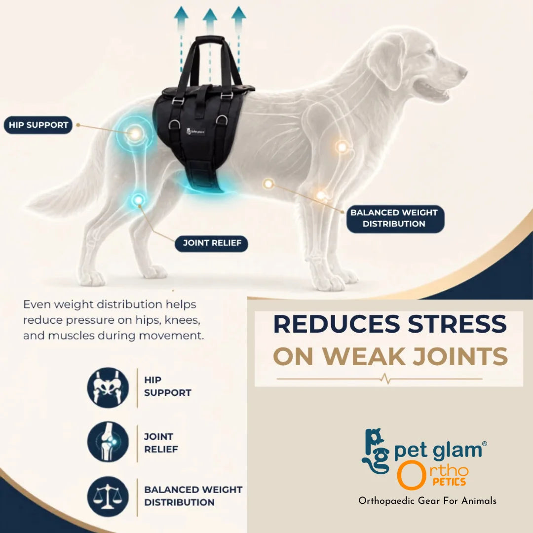 Pet Glam Loki Mobility Support Harness for Dogs | Adjustable Lift Harness with Pee Opening Rear Support and Full Body Walking Aid