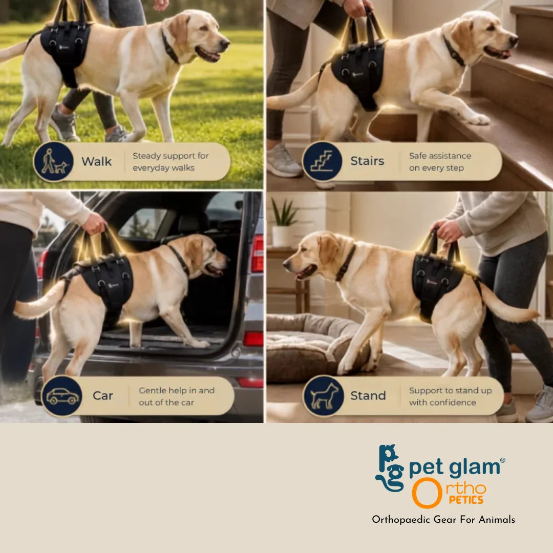 Pet Glam Loki Mobility Support Harness for Dogs | Adjustable Lift Harness with Pee Opening Rear Support and Full Body Walking Aid