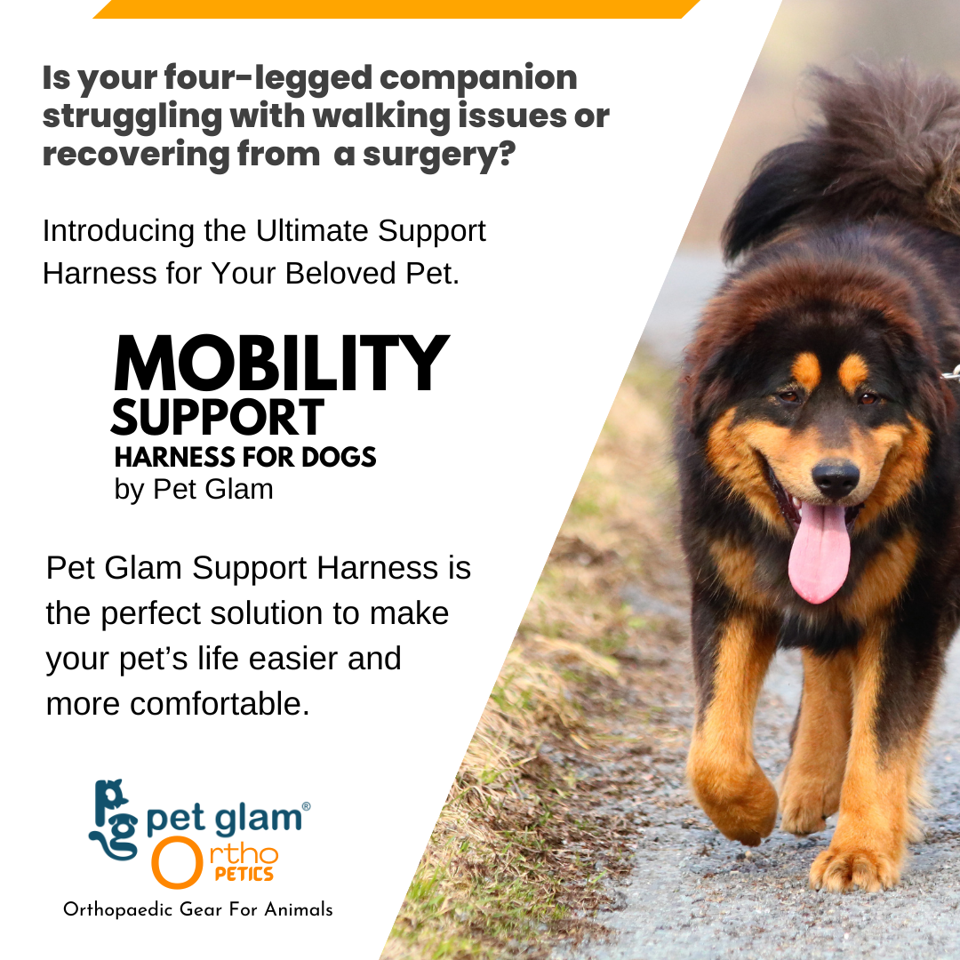 Mobility Support Harness for Hip dysplasia Injured dogs Senior Dogs Pet Glam