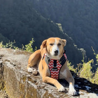 Pet Glam Scarlet Padded Dog Harness for Dogs | Lightweight Harness for Daily Walks Training and Active Outdoor Movement