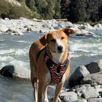 Pet Glam Scarlet Padded Dog Harness for Dogs | Lightweight Harness for Daily Walks Training and Active Outdoor Movement