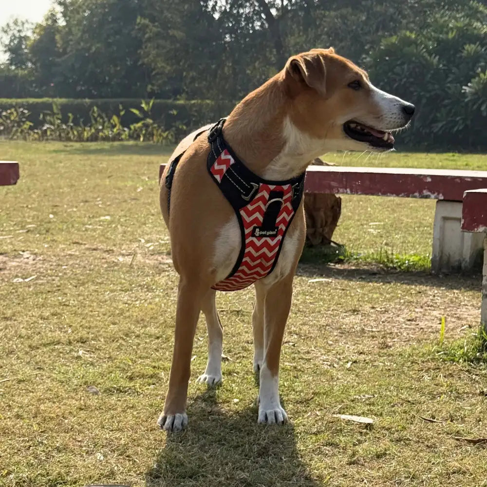 Pet Glam Scarlet Padded Dog Harness for Dogs | Lightweight Harness for Daily Walks Training and Active Outdoor Movement