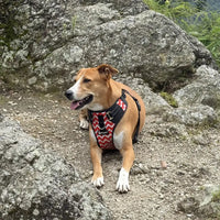 Pet Glam Scarlet Padded Dog Harness for Dogs | Lightweight Harness for Daily Walks Training and Active Outdoor Movement
