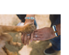 Daisy Fresh-Love Bands-Matching Collars for Pets & Wrist Bands for Humans