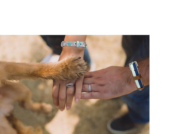 Daisy Fresh-Love Bands-Matching Collars for Pets & Wrist Bands for Humans