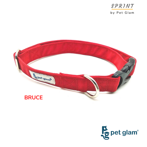 Pet Glam-Dog Collar for Large Dogs-BRUCE