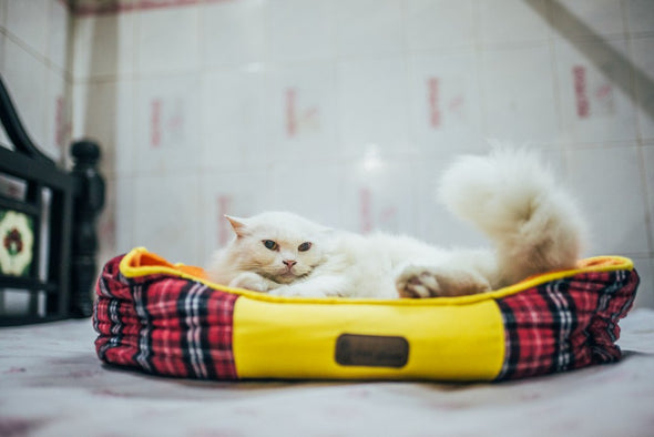 Scottish Dog-Bed with Washable Cover-Small Cats & Dogs